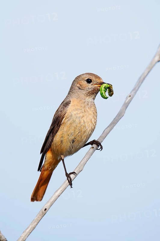 Redstart (Phoenicurus phoenicurus), a female perched on a branch with caterpillars in her beak, North Rhine-Westphalia, Germany