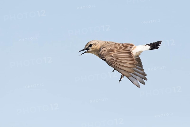 Isabelline Wheatear (Oenanthe isabellina) singing male in flight, Dornod Province, Mongolia
