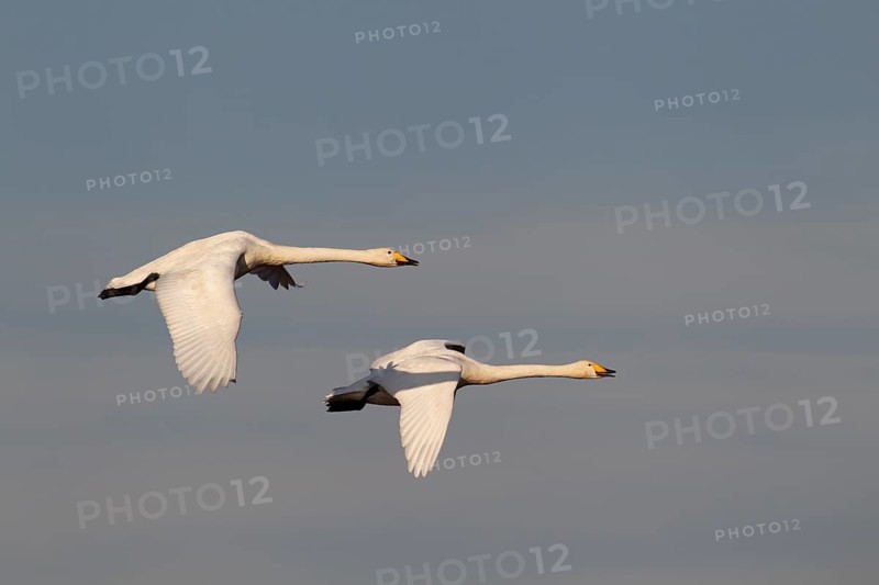 Whooper swan (Cygnus cygnus) two adult swans birds flying, England, United Kingdom