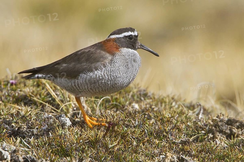 Diademed Plover (Phegornis mitchellii), Marcapomacocha, Peru