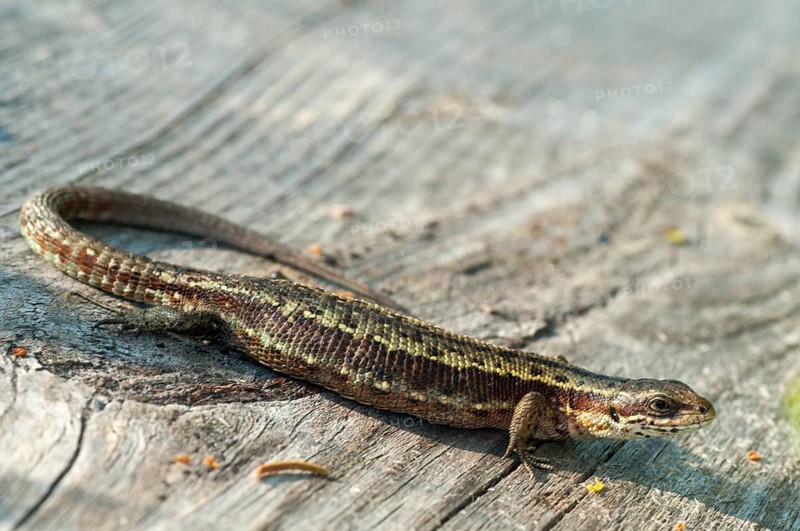 Mountain lizard, Finland, Lacerta vivipara, bog lizard, viviparous lizard, zootoca, common lizard, critters, lizards, lizards, reptiles