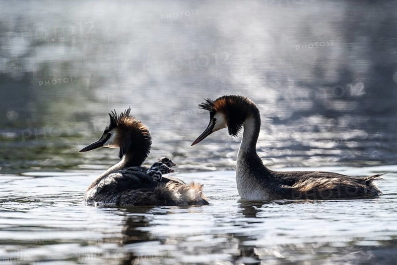 Great Crested Grebe (Podiceps Scalloped ribbonfish) with juveniles, Emsland, Lower Saxony, Germany