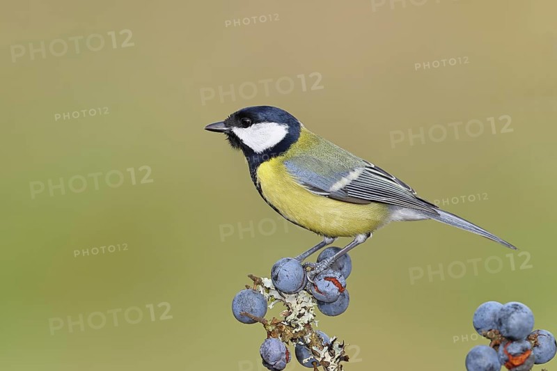 Great tit (Parus major), sitting on a branch in a blackthorn bush, (Prunus spinosa), sloes, with ripe fruit, autumn, wildlife, animals, tit family, songbird, birds, Wilnsdorf, North Rhine-Westphalia, Germany