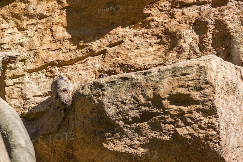 A Tayra (Eira barbara) rests on a ledge