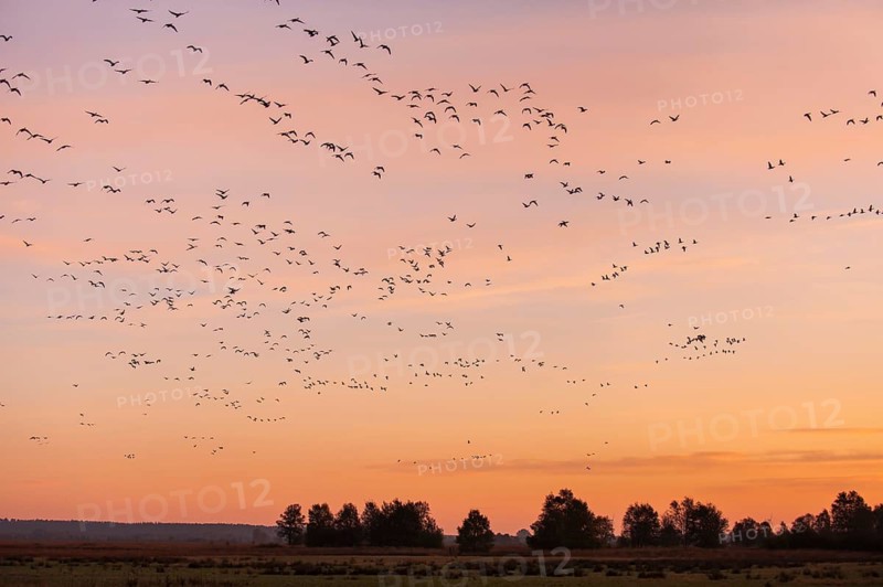 Taiga Bean Goose & Greater White-fronted Goose (Anser fabalis & Anser albifrons) huge flock flying, Lower Saxony, Germany