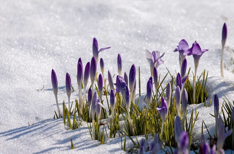 Crocuses (Crocus) in the snow, Palatinate, Rhineland-Palatinate, Germany