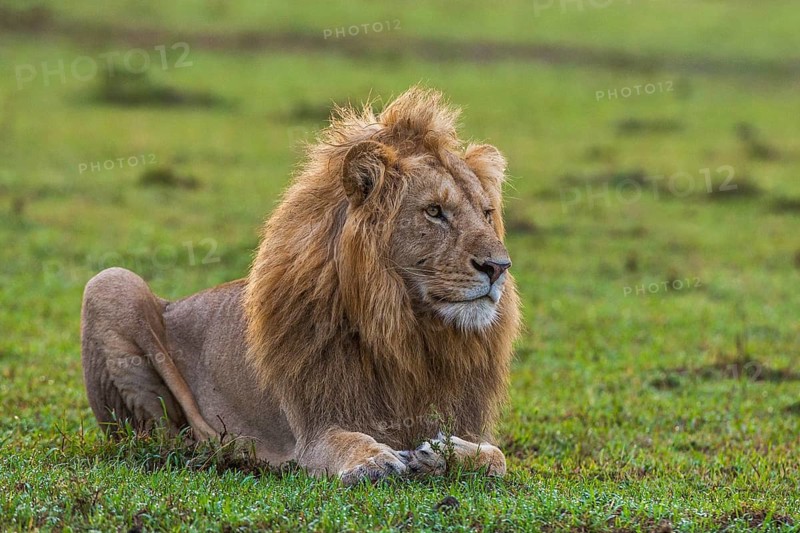 Resting lion (Panthera leo), male, Masai Mara, Kenya