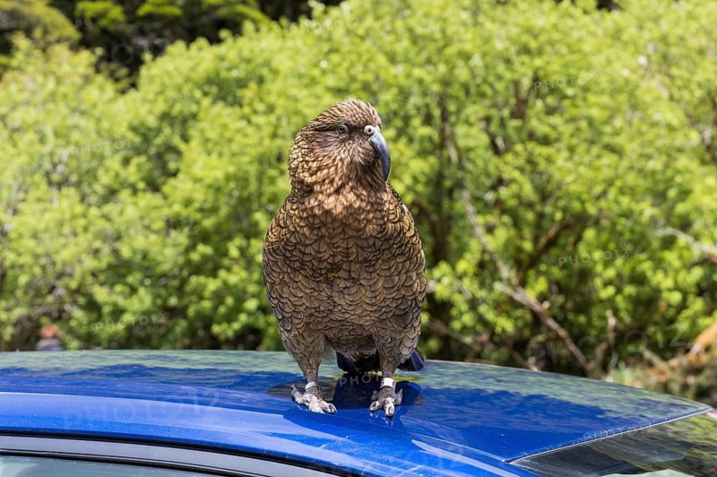 A Kea sits on a car roof. Milford Road, Fiordland National Park, Southland Region, South Island, New Zealand