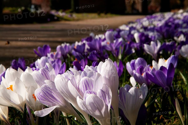 Crocuses, spring crocuses, crocus field, carpet of flowers, spring saffron, iris family, Backemoor, East Frisia, Germany