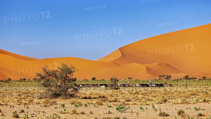 Sparse vegetation in the foreground of a vast desert plain with towering sand dunes, goatherds in the Sahara in Algeria