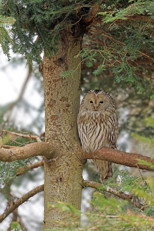 Ural owl (Strix uralensis), Neuschönau, Bavaria, Germany, Captive