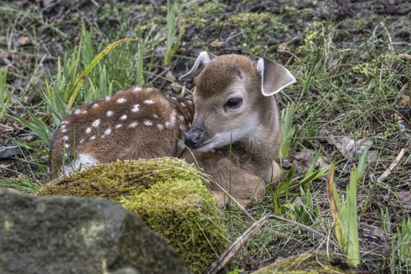 Vietnamese sika deer (Cervus nippon pseudaxis), newborn calf, Nordhorn Zoo, Lower Saxony, Germany