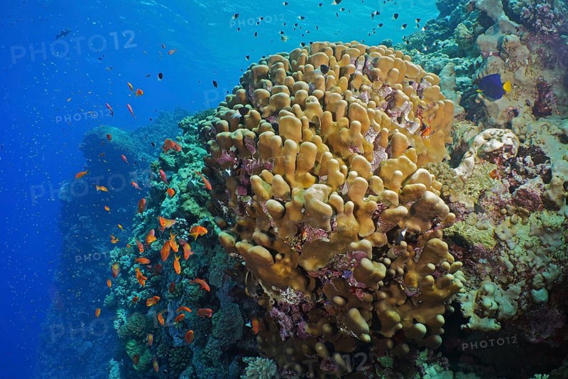 Solid pore coral (Porites solida)