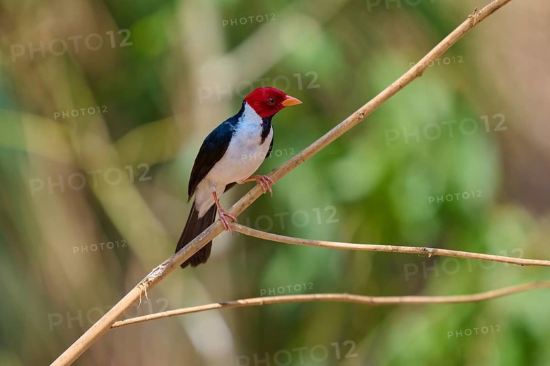 Small bird with red head and black and white plumage on a branch, black-throated cardinal (Paroaria gularis), Pantanal, Mato Grosso, Brazil