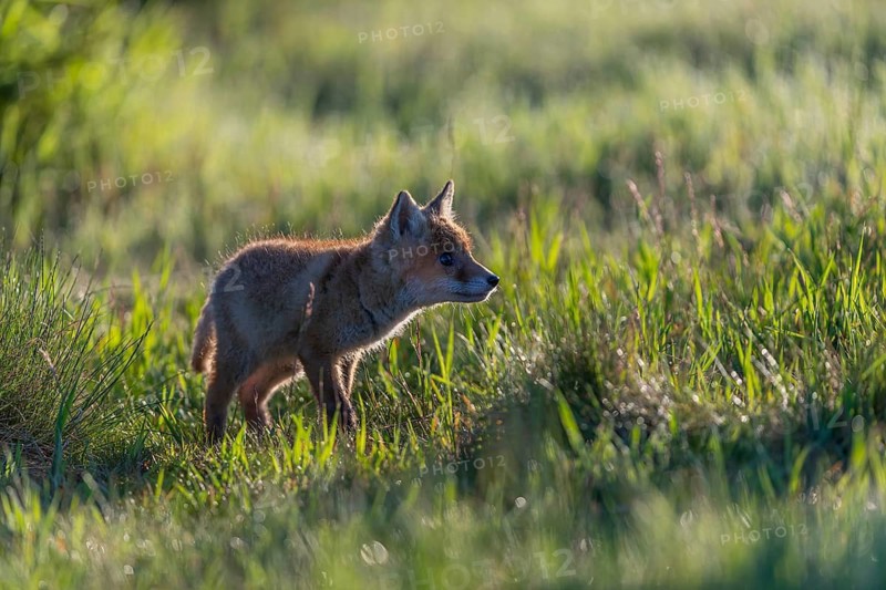 One young red fox, Vulpes vulpes, walking over a meadow with tall fresh grass in early morning light. Backlit scene