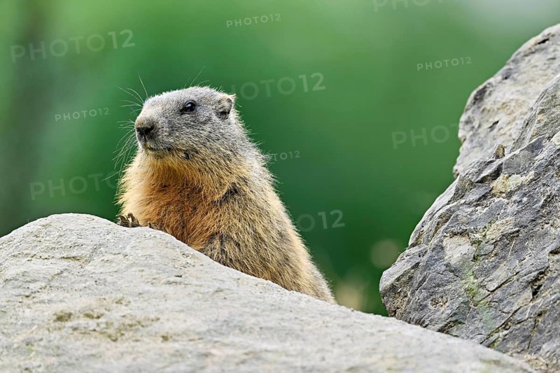 Alpine marmot (Marmota marmota), sitting on rocks, Switzerland