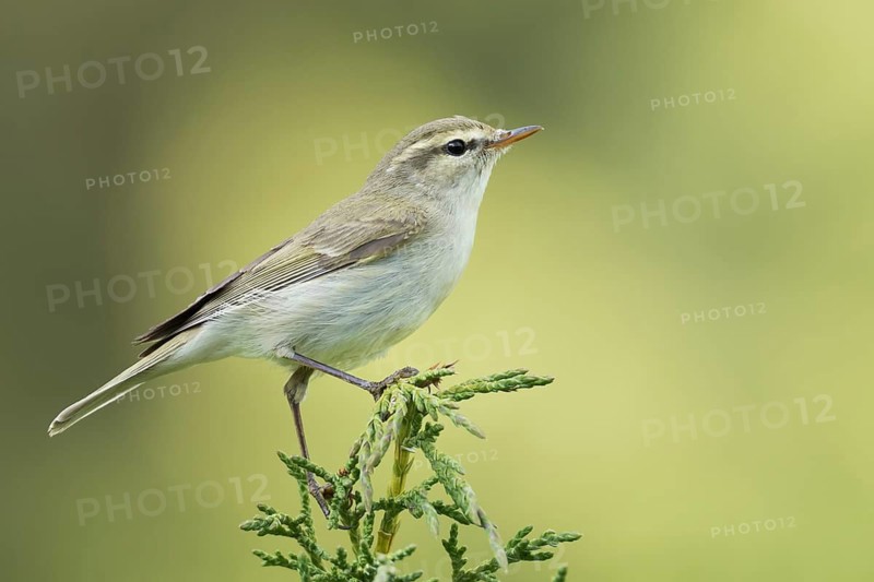 (Western) Greenish Warbler - Grünlaubsänger - Phylloscopus trochiloides ssp. viridianus, Kyrgyzstan