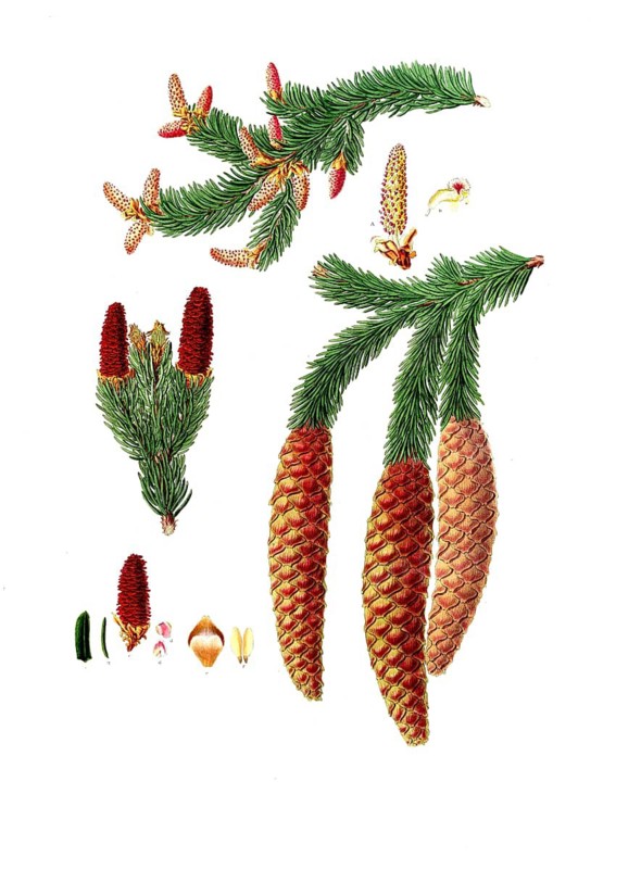 Norway spruce, Pinus abies, Norway spruce fir, tree, digitally enhanced reproduction of an original by Aylmer Bourke Lambert (1761 - 1842), English botanist, published around 1810