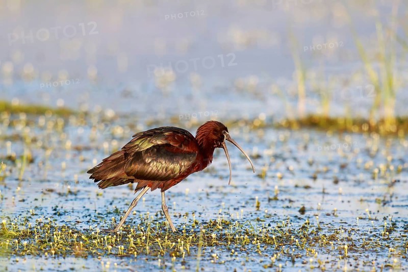 Glossy Ibis (Plegadis falcinellus) foraging, Lesvos, Greece