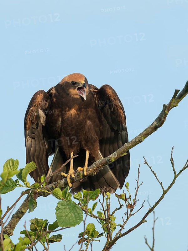 Western Marsh Harrier (Circus aeruginosus) juvenile calling, Schleswig-Holstein, Germany