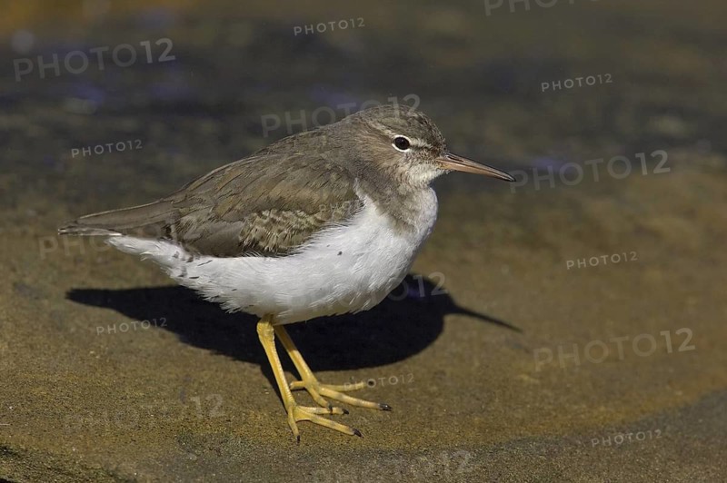 Spotted Sandpiper (Actitis macularius), California, USA