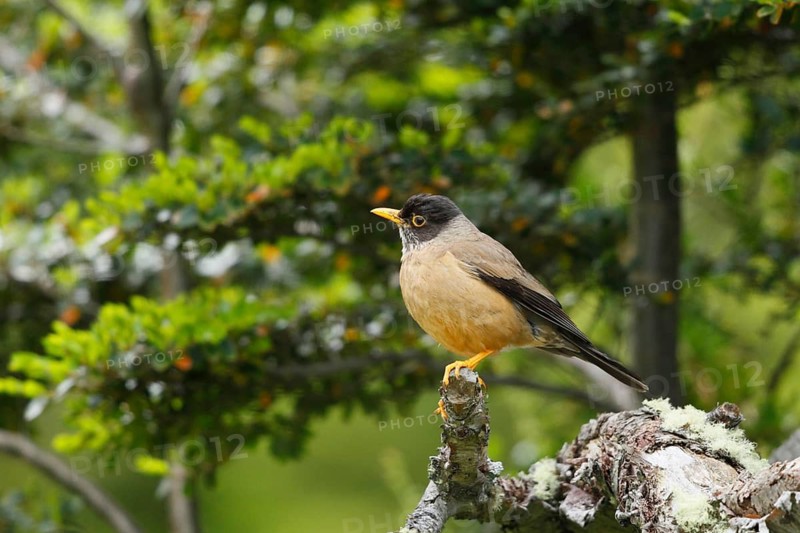Austral Thrush (Turdus falcklandii), Tierra del Fuego, Argentina