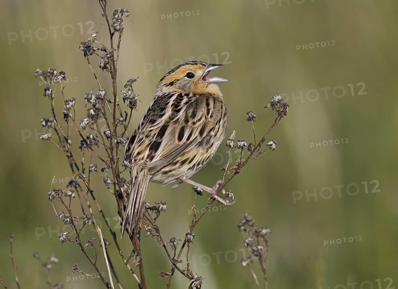 Le Conte's Sparrow (Ammodramus leconteii) singing, North Dakota, USA