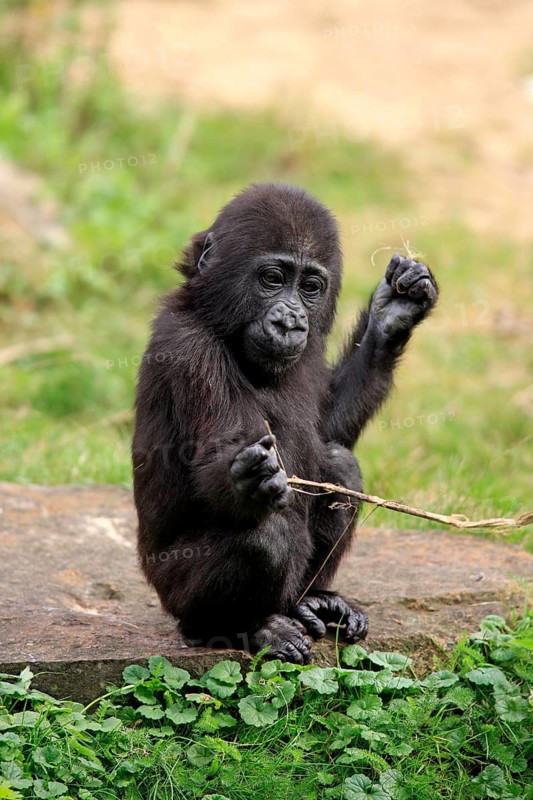 Western gorilla (Gorilla gorilla), young animal, playing, resting, sitting
