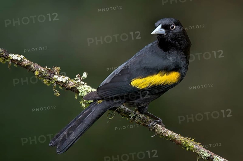 Yellow-winged Cacique (Cassiculus melanicterus) perched on a branch in the Atlantic Rainforest of Brazil