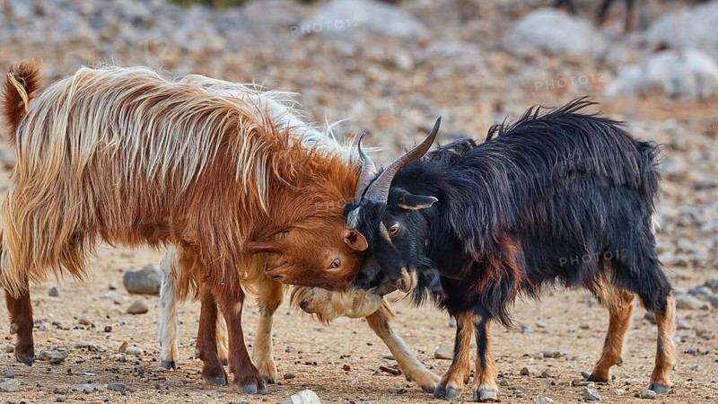 Two goats playfully bump their heads together in a barren environment, sheep (e) or goat (n), ovis, caprae, Crete, Greek Islands, Greece
