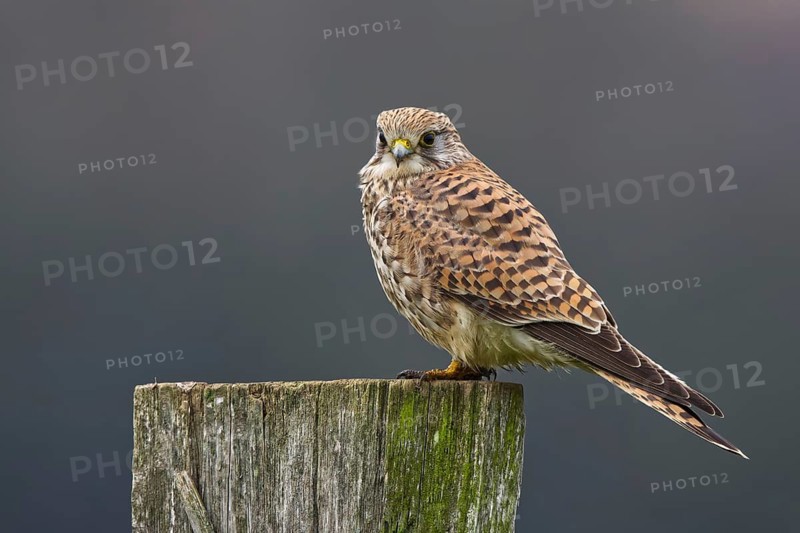 Common Kestrel (Falco tinnunculus) female perched on a post, North Rhine-Westphalia, Germany