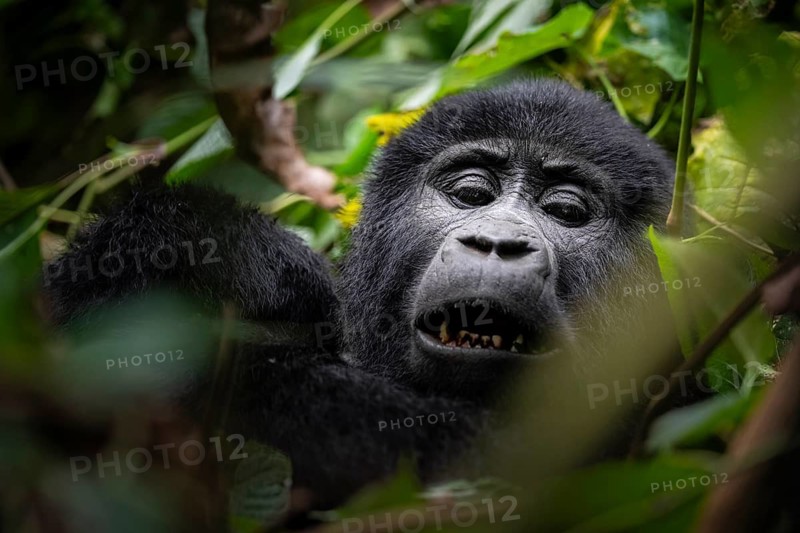 Mountain gorilla (Gorilla berengei berengei), Bwindi Impenetrable National Park, Uganda