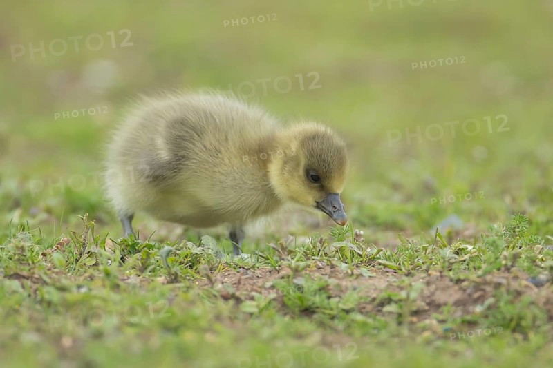 Greylag goose (Anser anser) juvenile baby gosling bird on grassland, England, United Kingdom