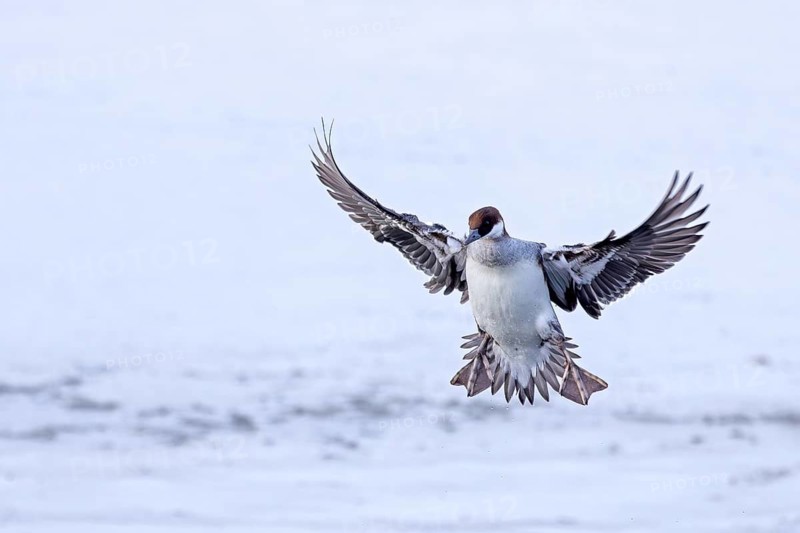 Smew (Mergellus albellus, Mergus albellus) adult female landing with open wings on ice of frozen pond in winter