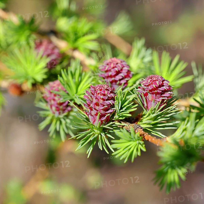 Female flowers of the larch (Larix decidua), growing into cones, Wilnsdorf, North Rhine-Westphalia, Germany