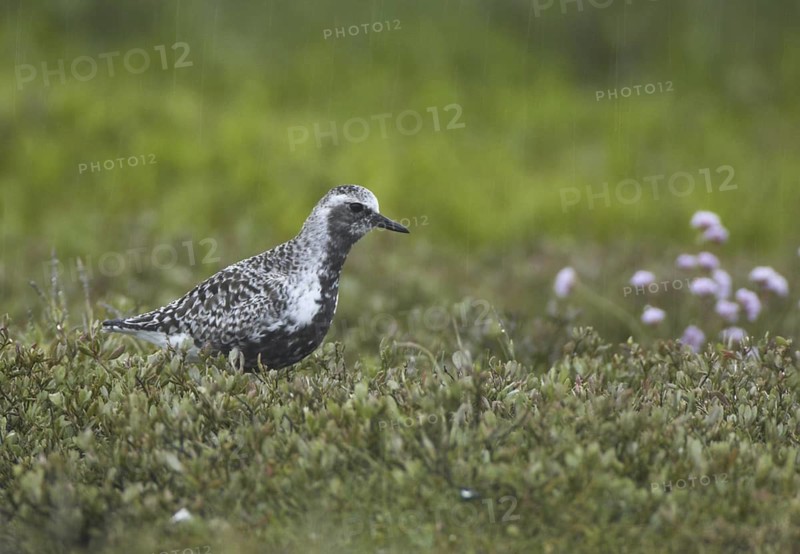 Grey Plover (Pluvialis squatarola) male, Schleswig-Holstein, Germany