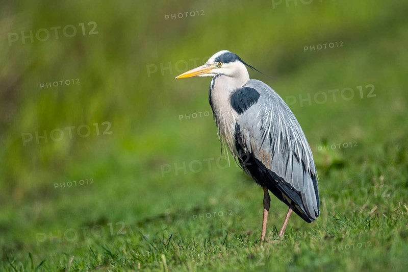Grey Heron (Ardea cinerea), Dümmer, Lembruch, Lower Saxony, Germany