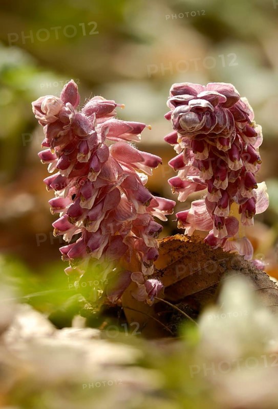 Upright scale root, brown root, common scale root, Lathraea squamaria, scale root, scrophulariaceae, common toothwort, flora, high size, vertical format, plants, plants