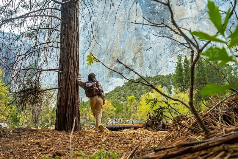 Woman with a backpack leaning on a pine tree trunk, looking towards the massive granite cliff of el capitan in yosemite valley, enjoying the natural beauty of the national park