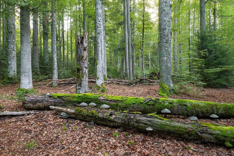 Mixed mountain forest with copper beech (Fagus sylvatica) and spruce (Picea abies), lying deadwood overgrown with moss, Bavarian Forest National Park, Bavaria, Germany