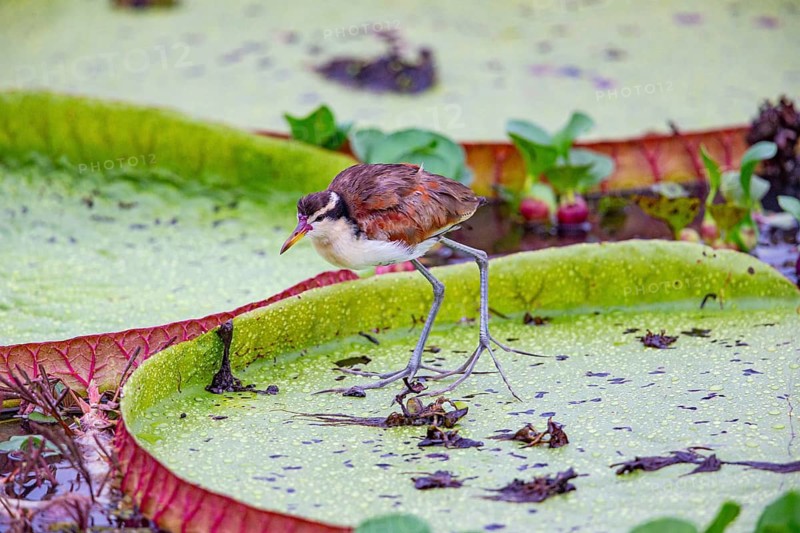 Red-fronted leaflet (Jacana jacana) Pantanal Brazil