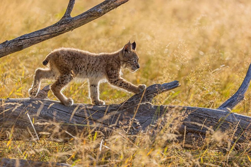 One young (10 weeks old) male Eurasian lynx, (Lynx lynx), walking over a rotten tree. Backlit condition