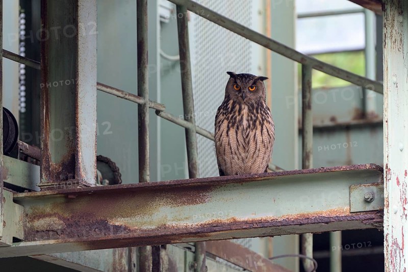 Uhu (Bubo bubo), Eagle Owl, Altvogel, Juni, Zeche Ewald, Herten, Ruhrgebiet, Nordrhein-Westfalen, Deutschland