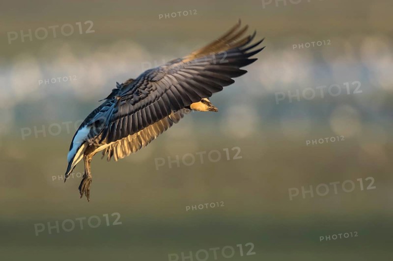 Barnacle Goose (Branta leucopsis) landing, North Rhine-Westphalia, Germany