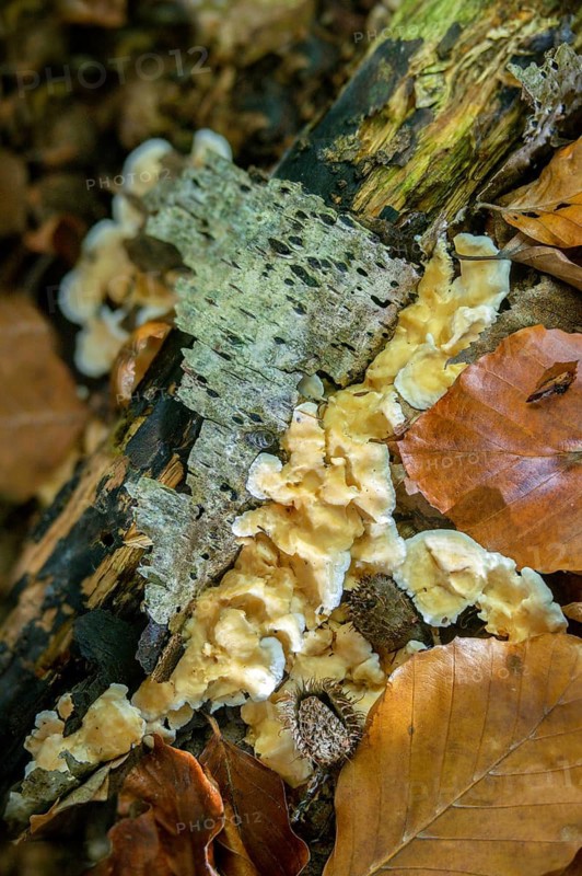 Pedunculated tusk, hydnotrema confluens, hydnum sublamellosum, irpex confluens, gyro-shaped tusk, sistotrema confluens, sistotrema sublamellosum, fungi, high size, vertical format, mushrooms