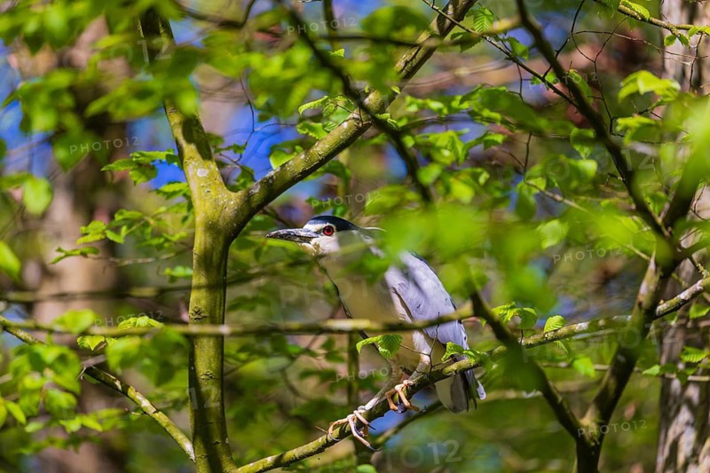 One black-crowned night heron (Nycticorax nycticorax) or black-capped night heron sits in a tree