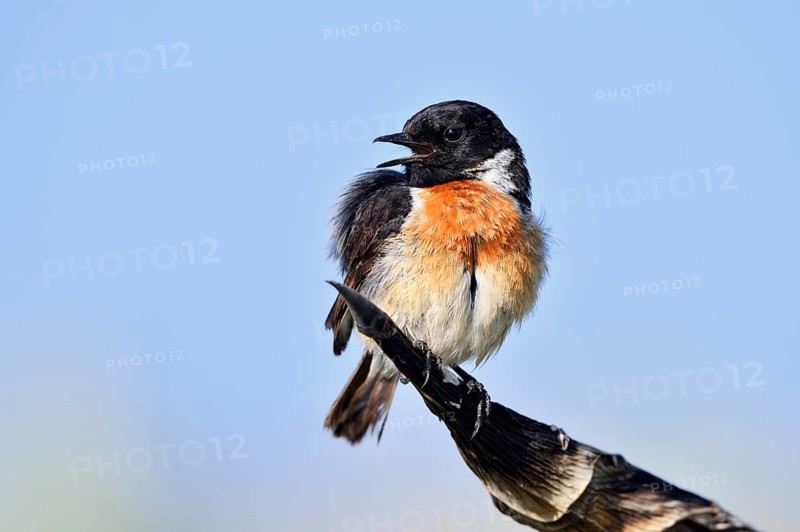 Stonechat (Saxicola rubicola), singing male, Algarve, Portugal