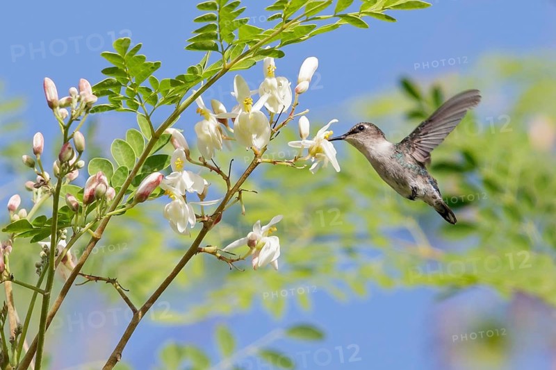 Bee Hummingbird (Mellisuga helenae) feeding at a flower in Cuba