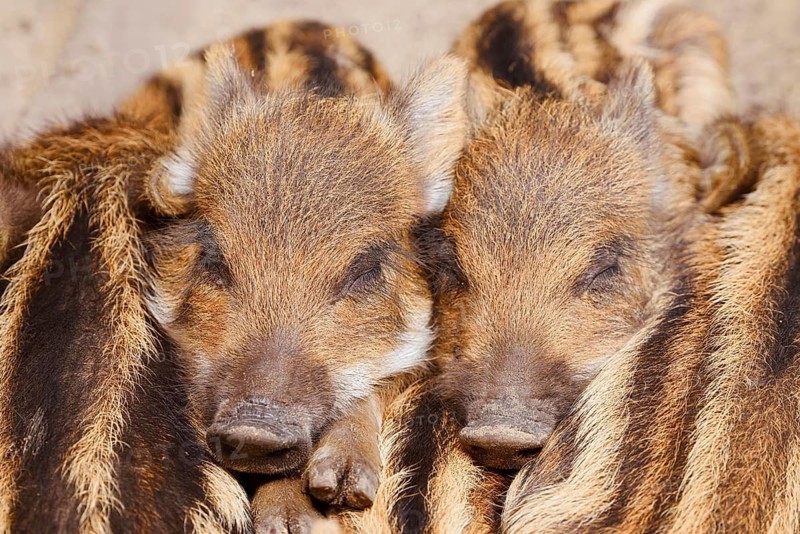 Wild boar (Sus scrofa), piglets huddled close together, North Rhine-Westphalia, Germany