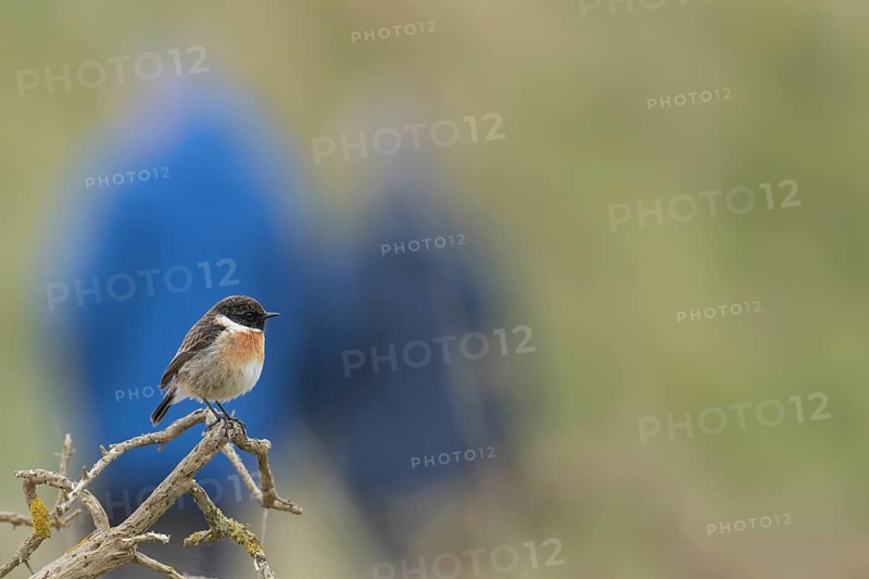European stonechat (Saxicola rubicola) adult male bird on a Gorse bush plant branch, England, United Kingdom